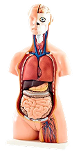 Anatomical Models