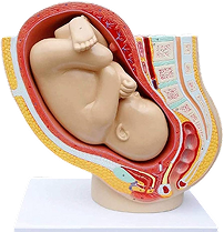Obstetrics and Gynecology Models